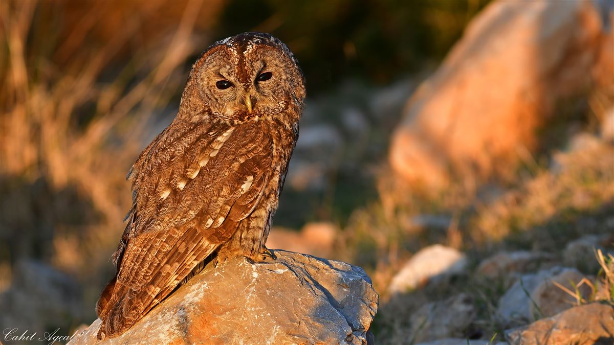 Tawny Owl