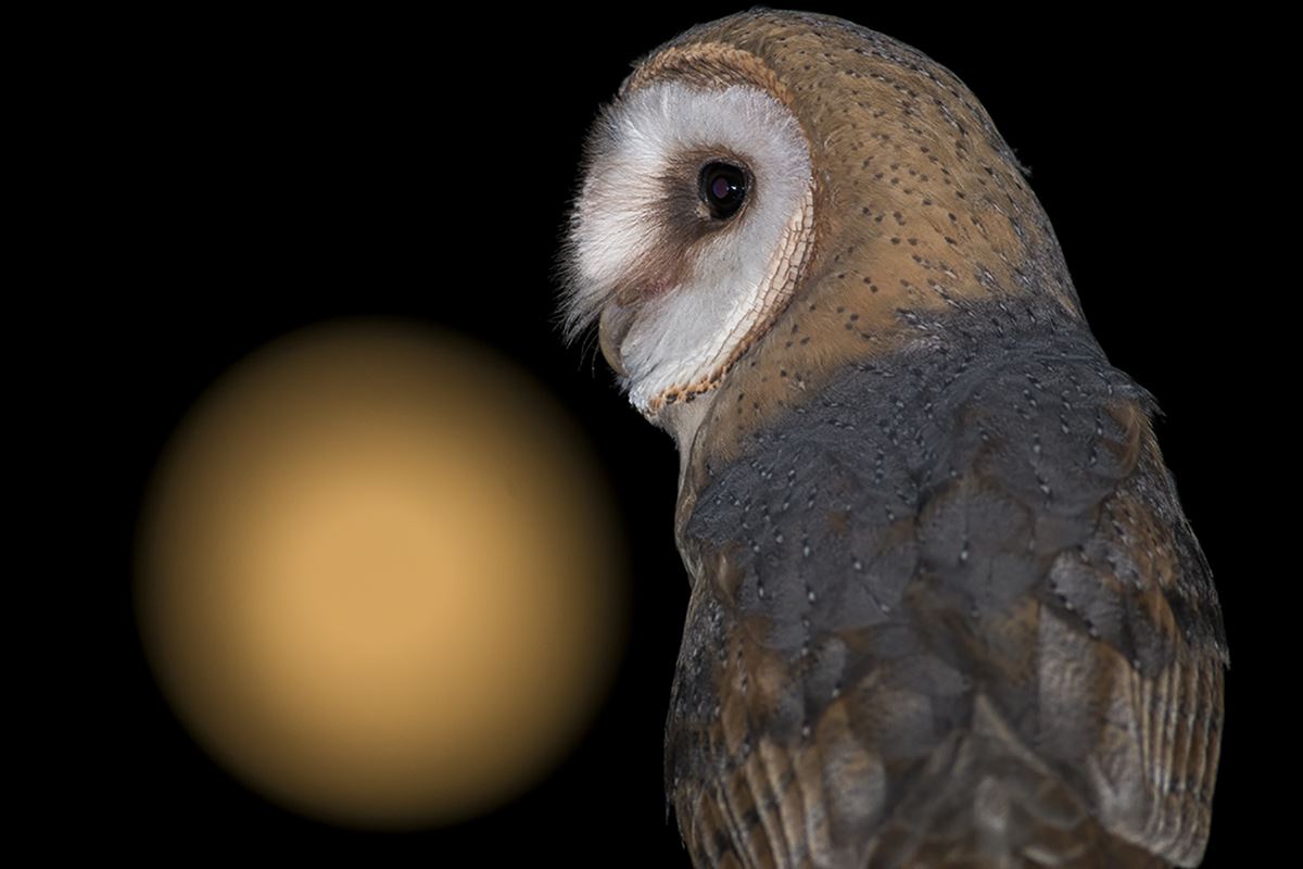 Western Barn Owl