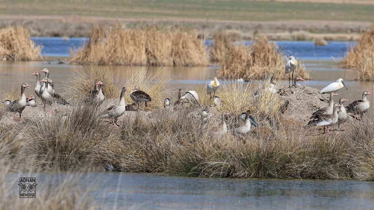 Greylag Goose