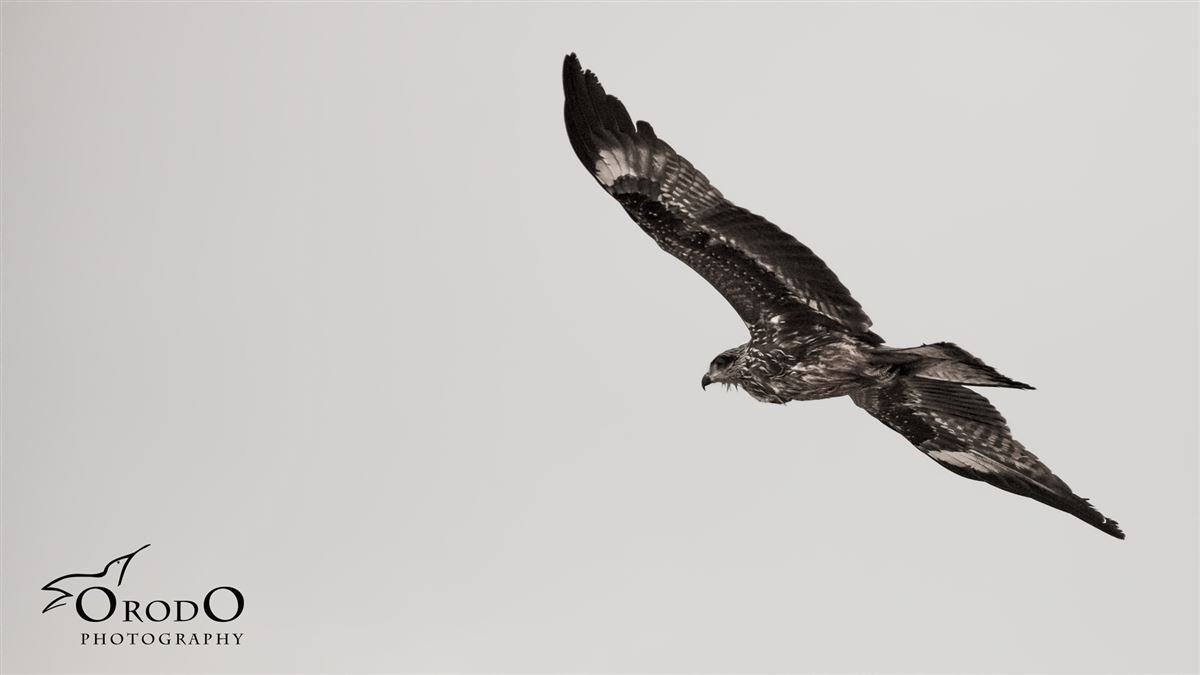 Black Kite