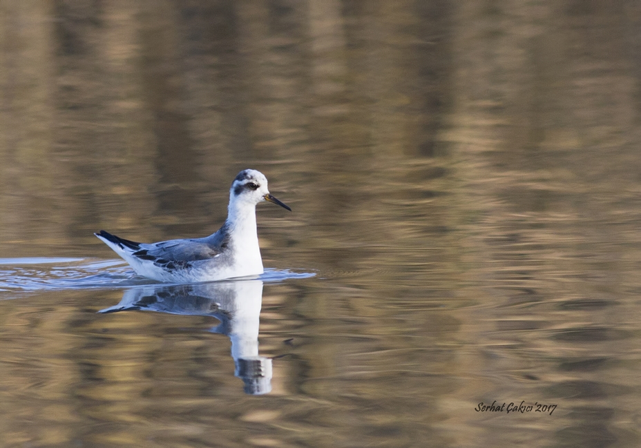 Red Phalarope