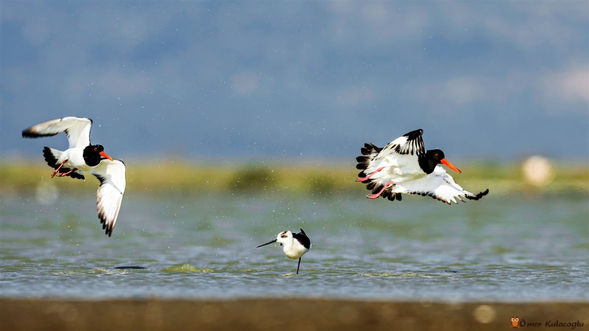 Eurasian Oystercatcher
