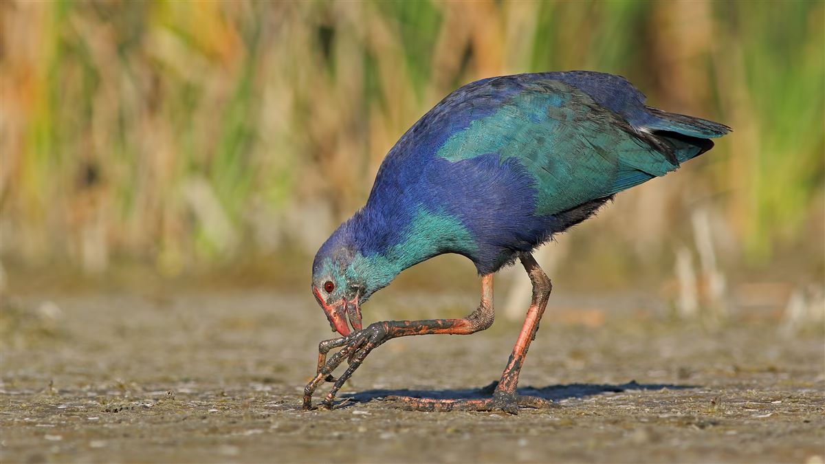 Grey-headed Swamphen