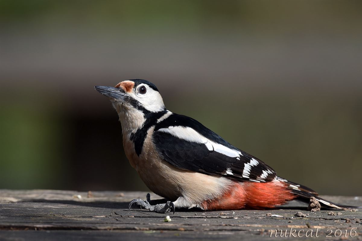 Great Spotted Woodpecker