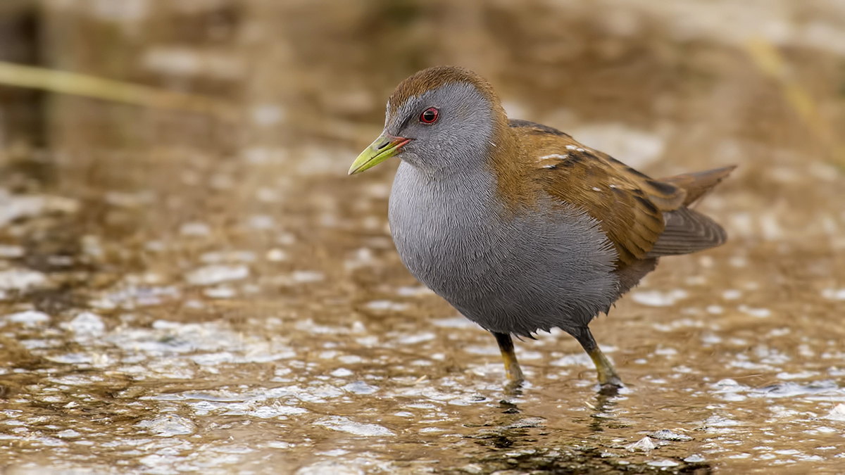 Little Crake