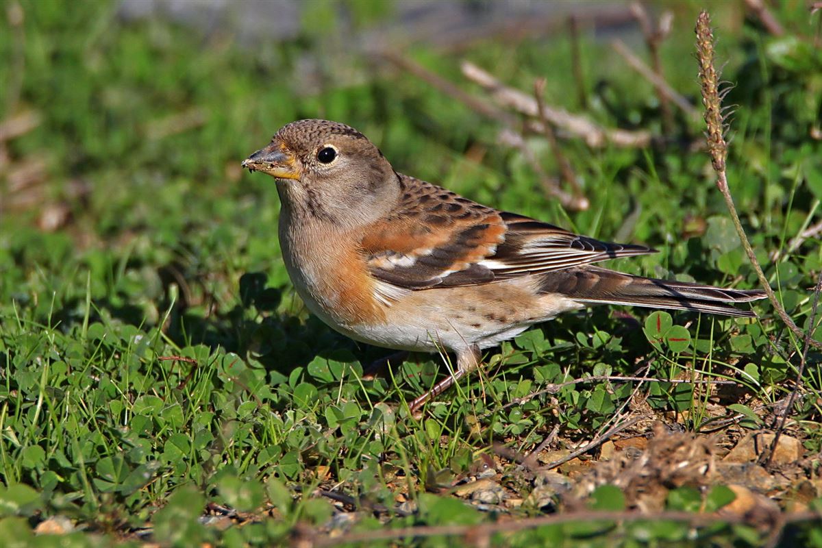 Brambling