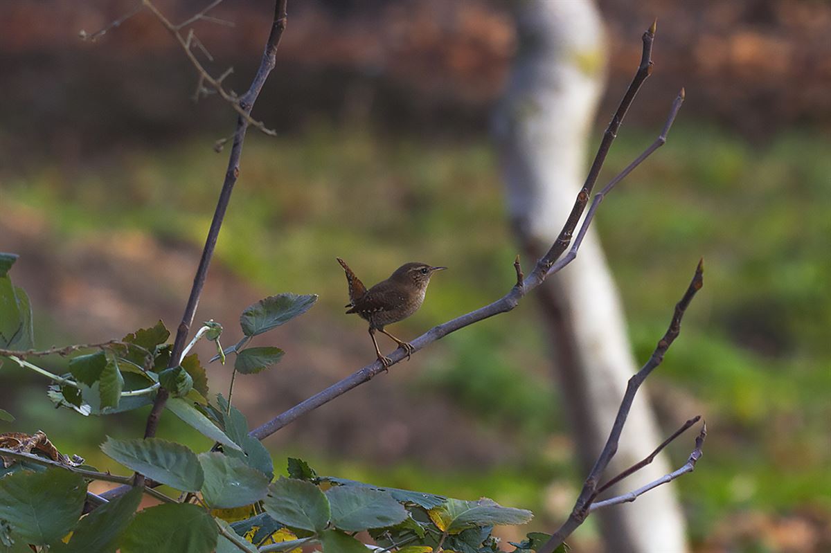 Eurasian Wren