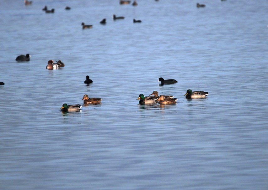 Mallard