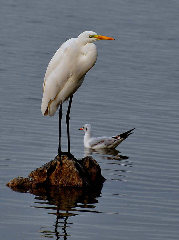 Great Egret