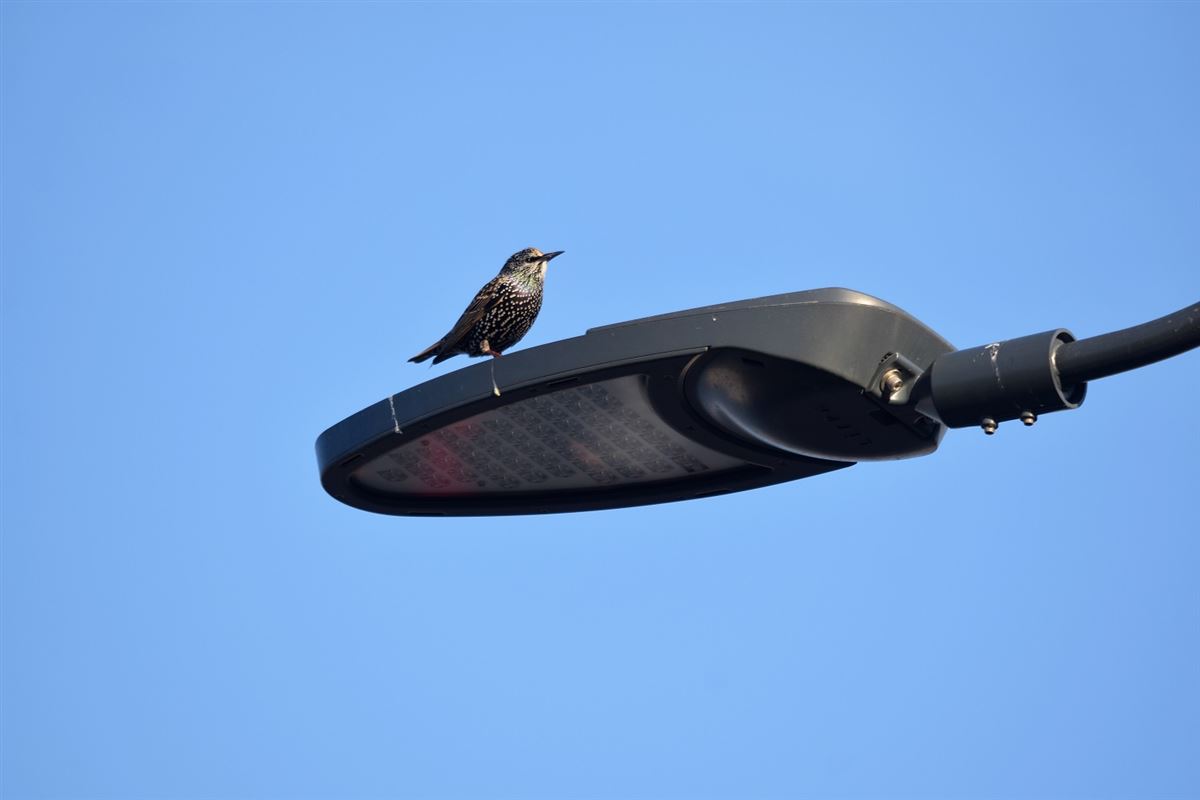 Common Starling