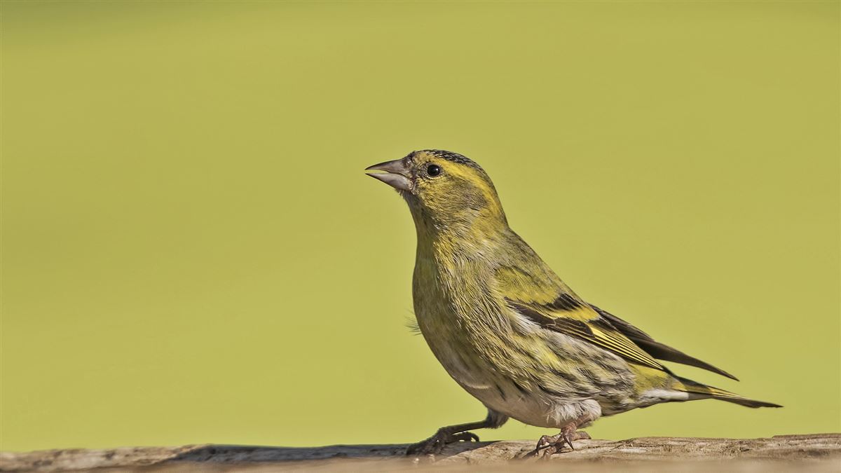 Eurasian Siskin