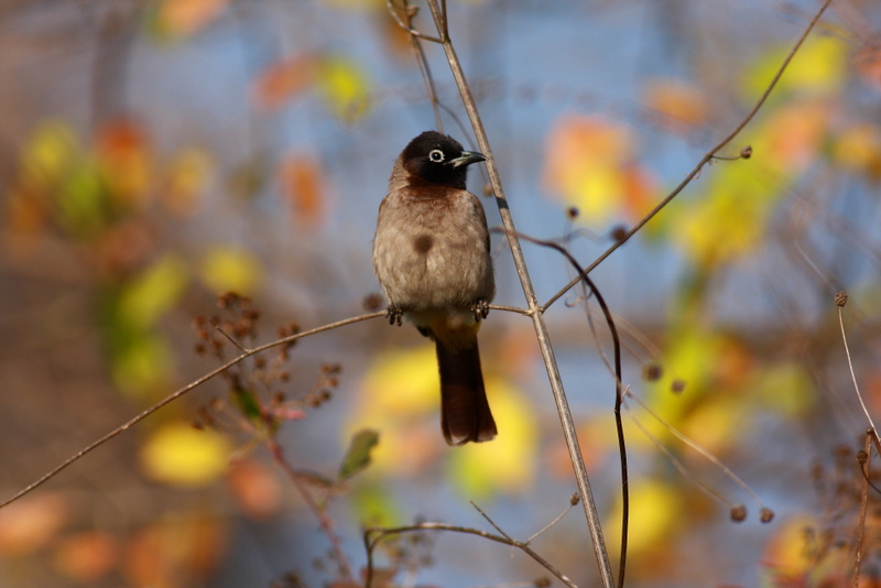 White-spectacled Bulbul