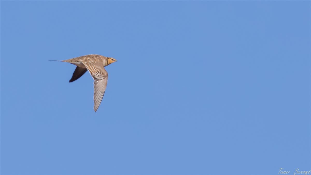 Pin-tailed Sandgrouse