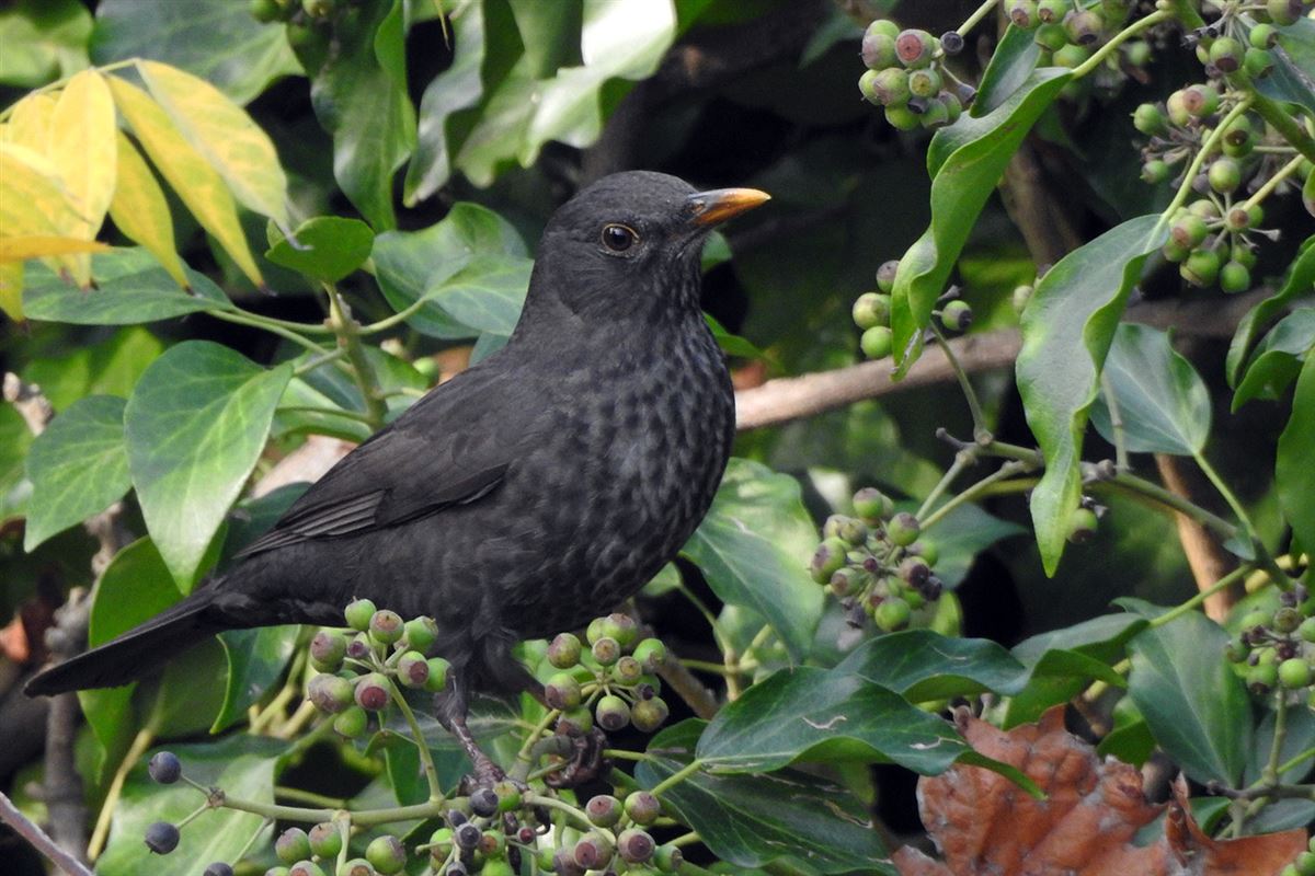 Common Blackbird