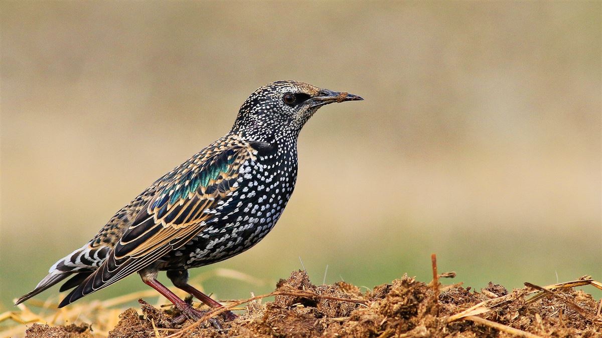 Common Starling