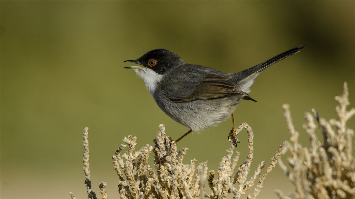 Sardinian Warbler