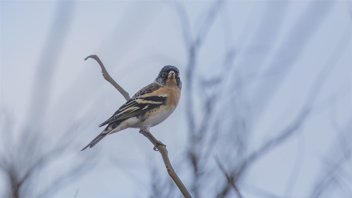 Brambling