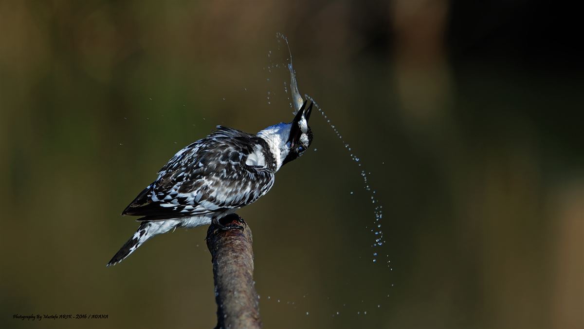 Pied Kingfisher