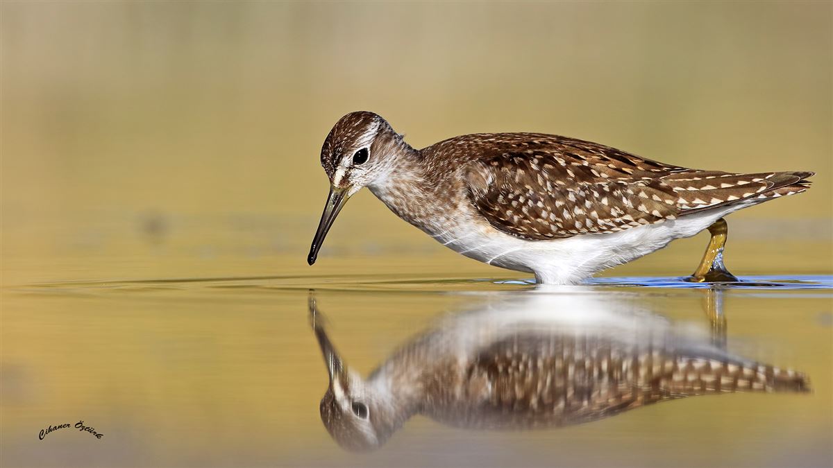 Wood Sandpiper