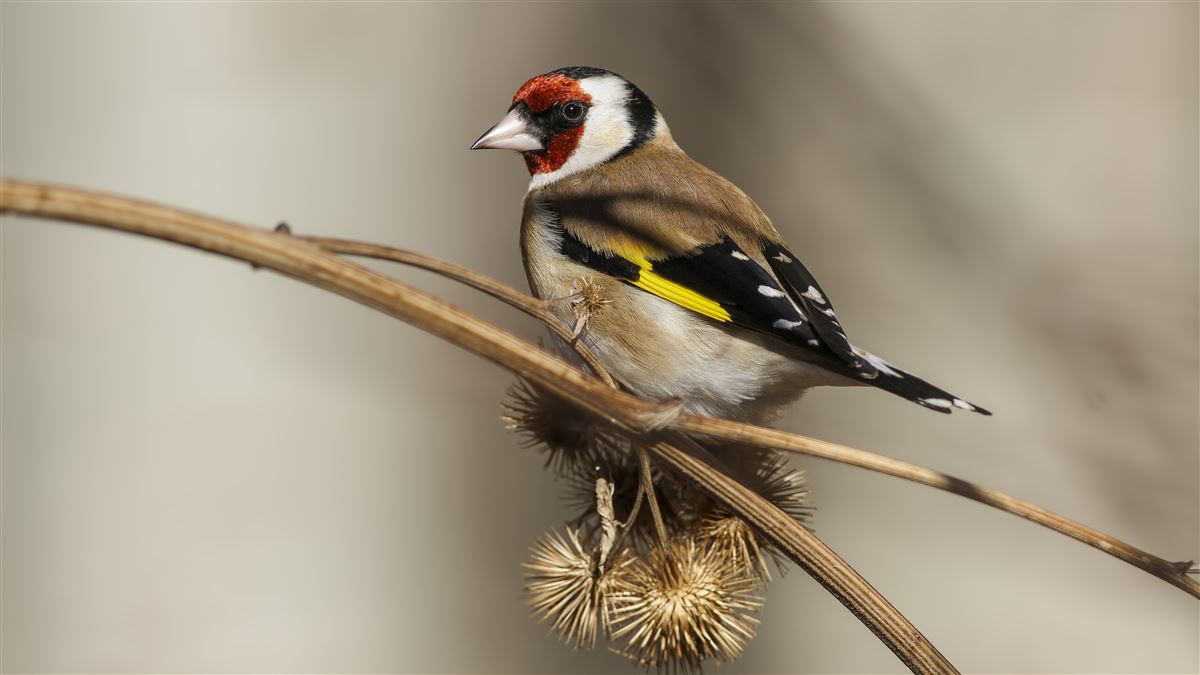 European Goldfinch