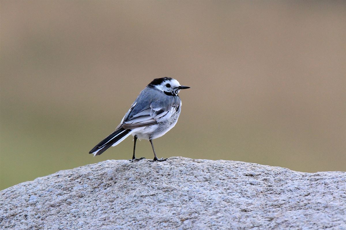 White Wagtail