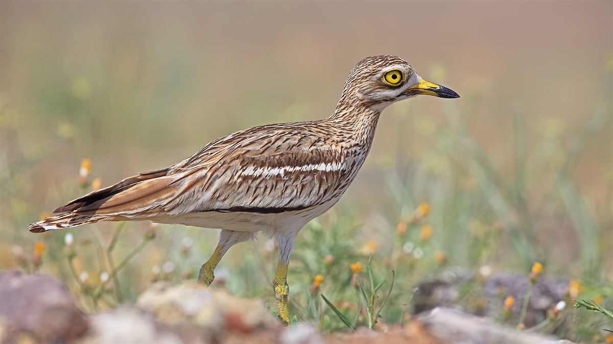 Eurasian Stone-curlew