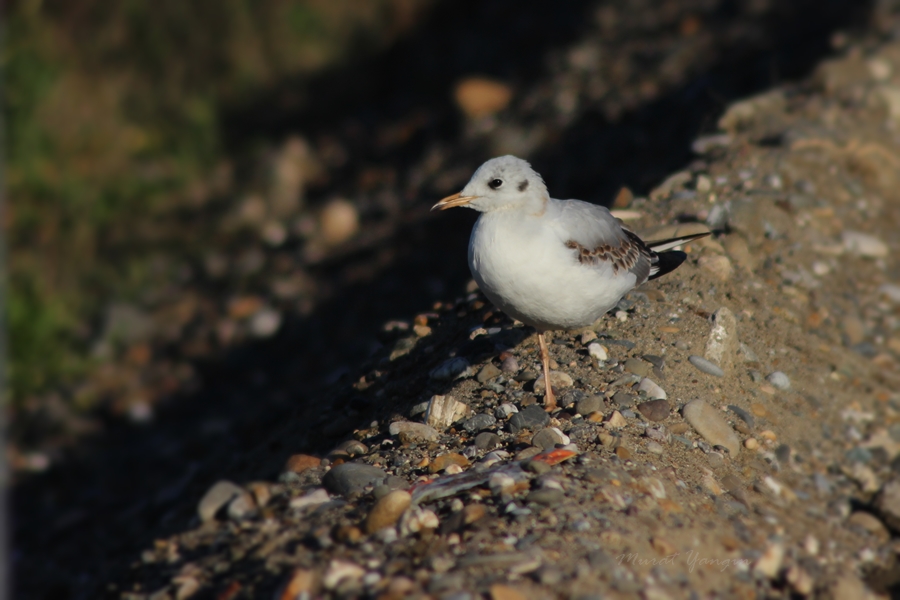 Black-headed Gull
