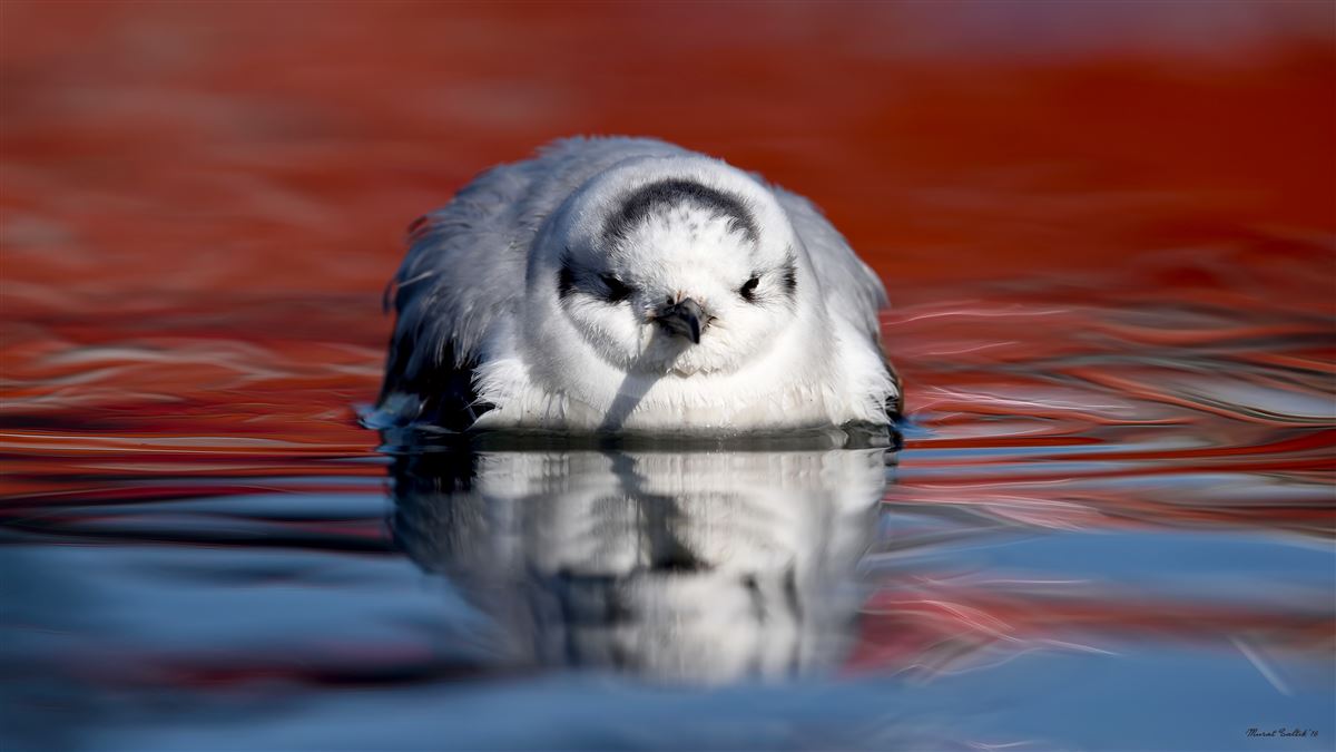 Little Gull