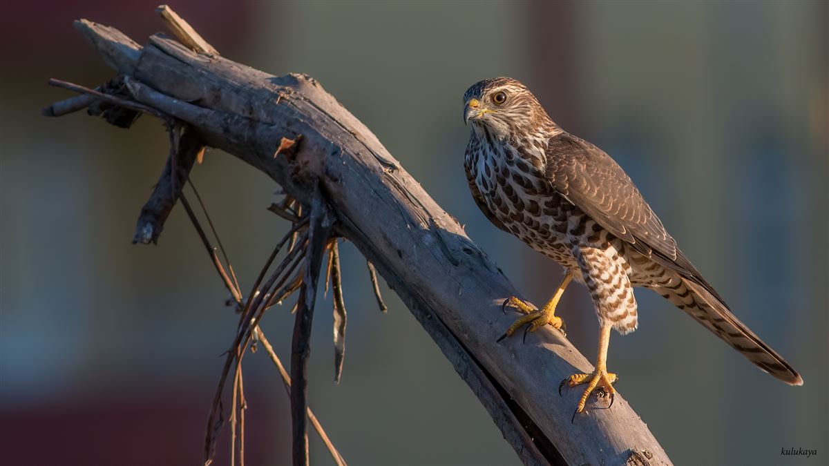 Levant Sparrowhawk