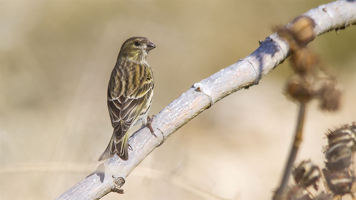 European Serin