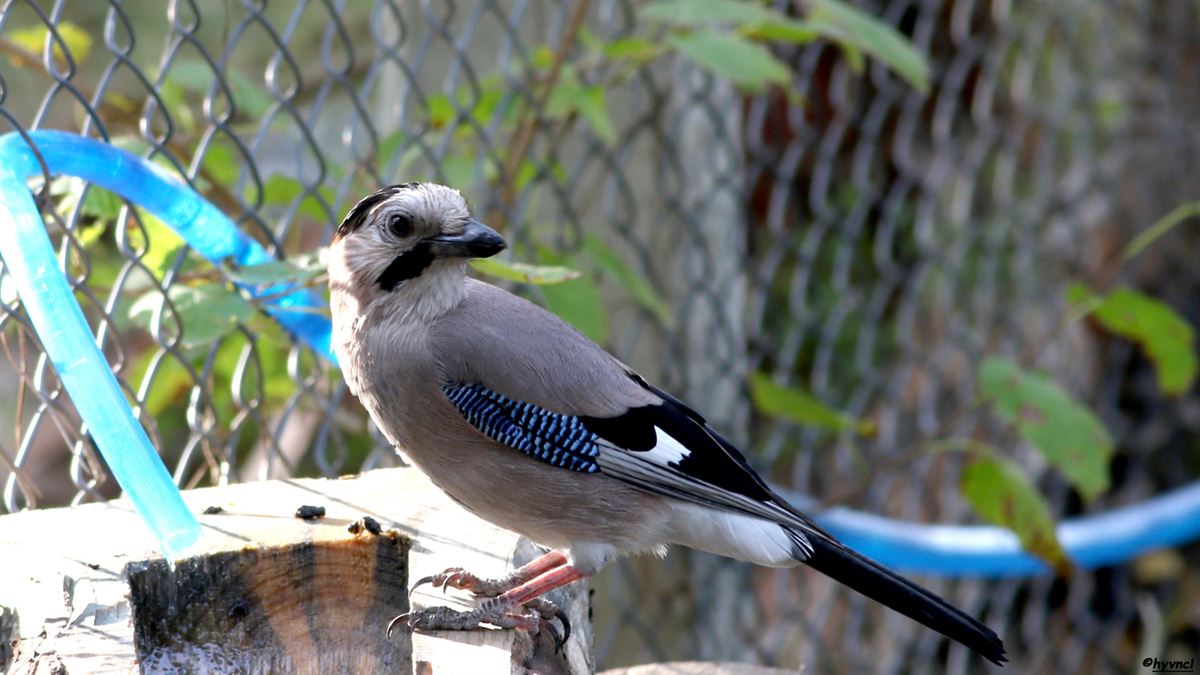 Eurasian Jay
