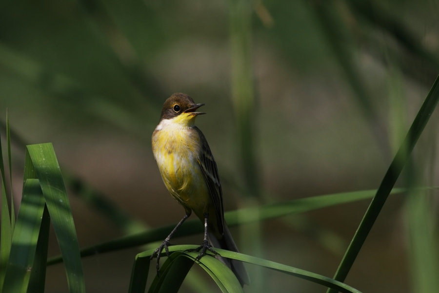 Western Yellow Wagtail