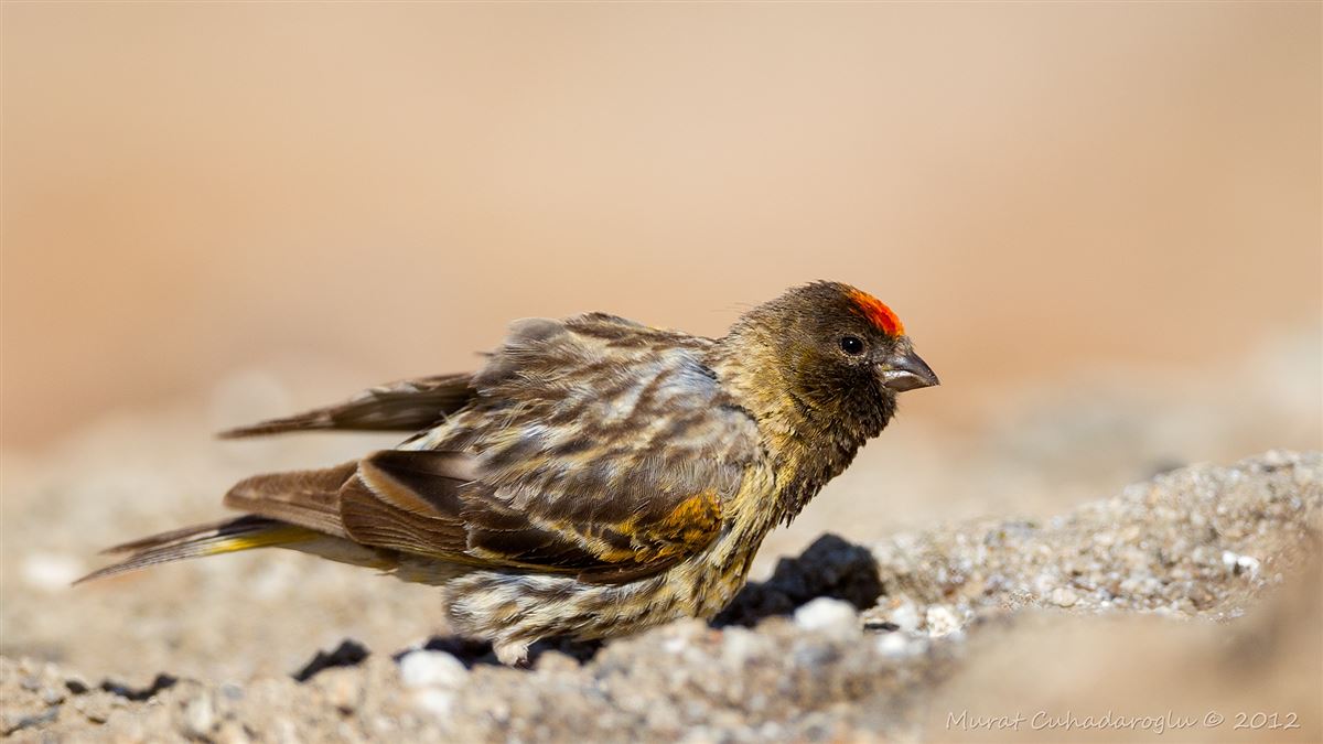 Red-fronted Serin