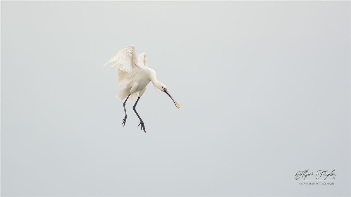 Eurasian Spoonbill