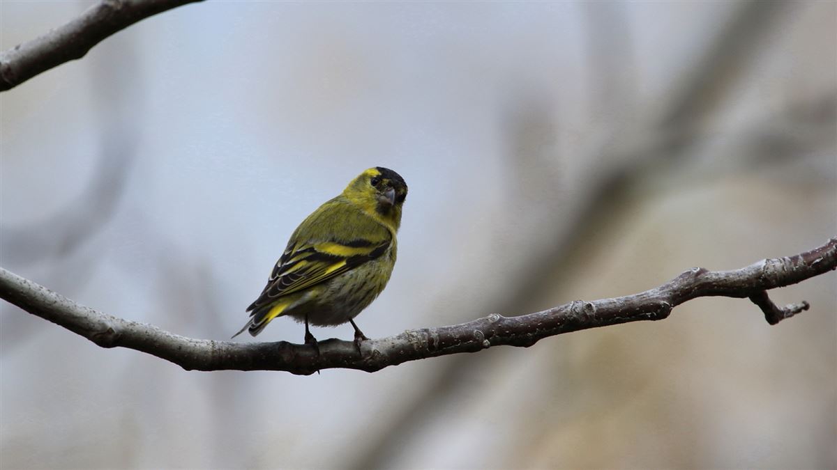 Eurasian Siskin
