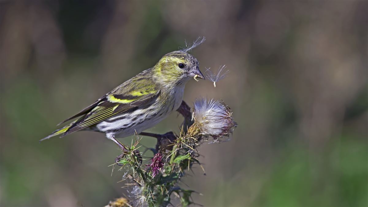 Eurasian Siskin