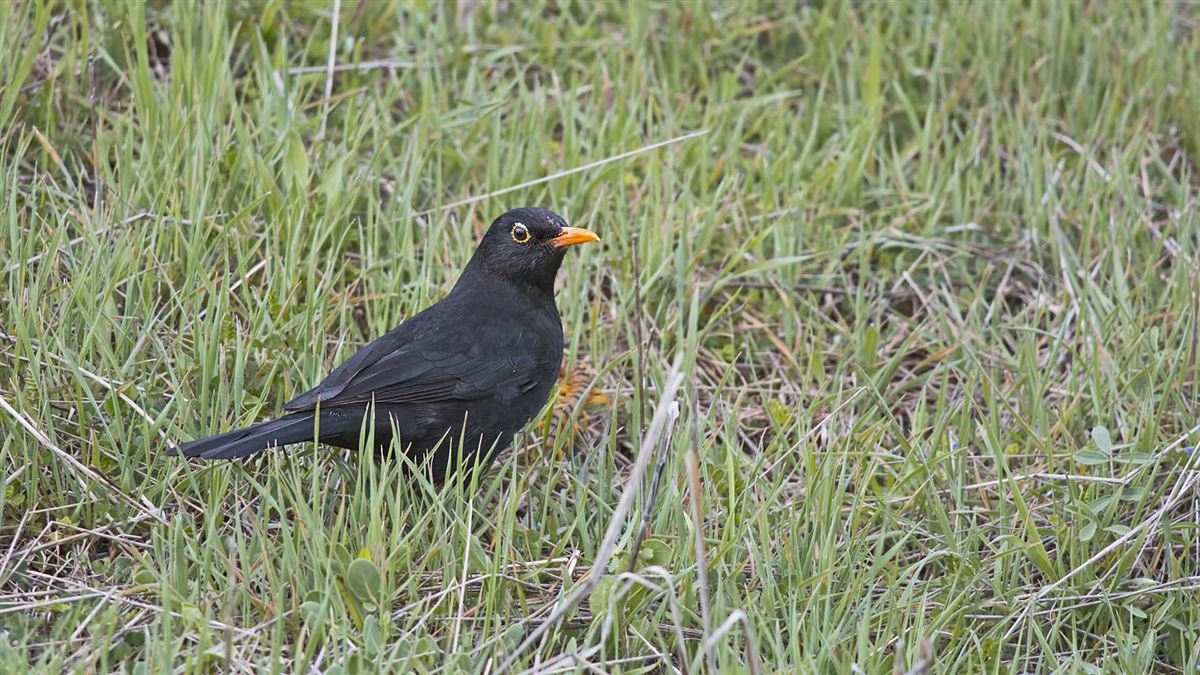 Common Blackbird