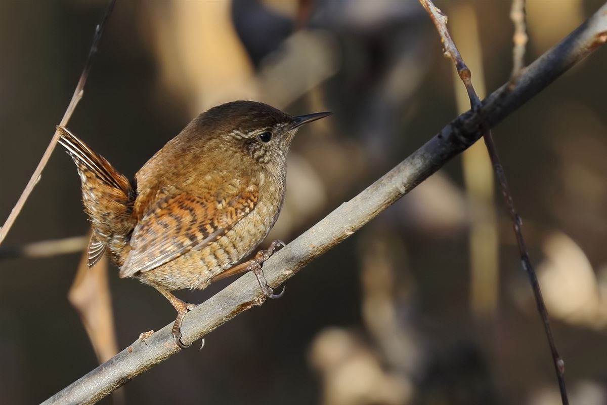 Eurasian Wren