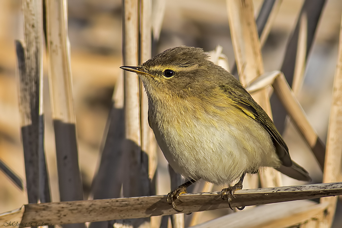 Common Chiffchaff