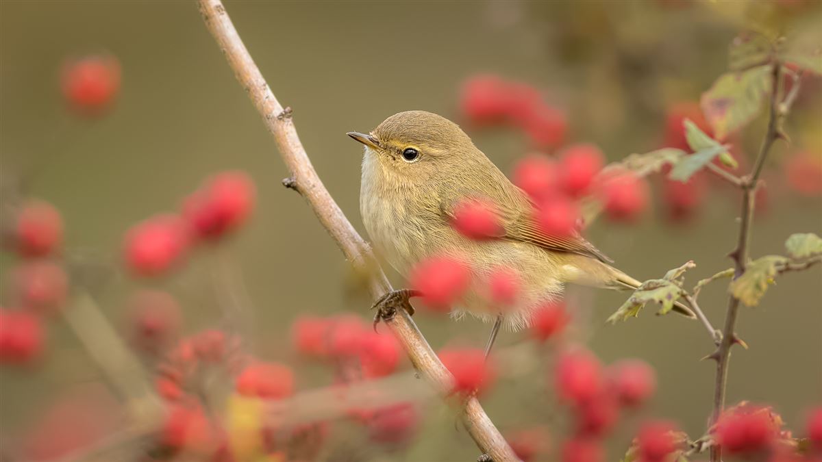 Common Chiffchaff