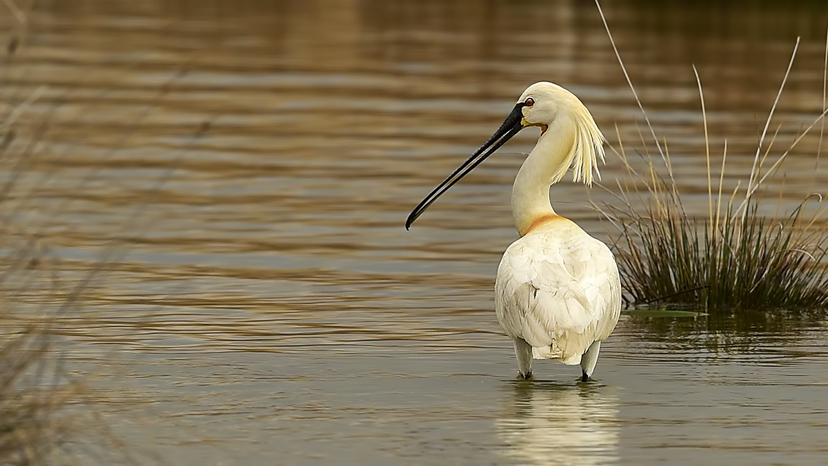 Eurasian Spoonbill
