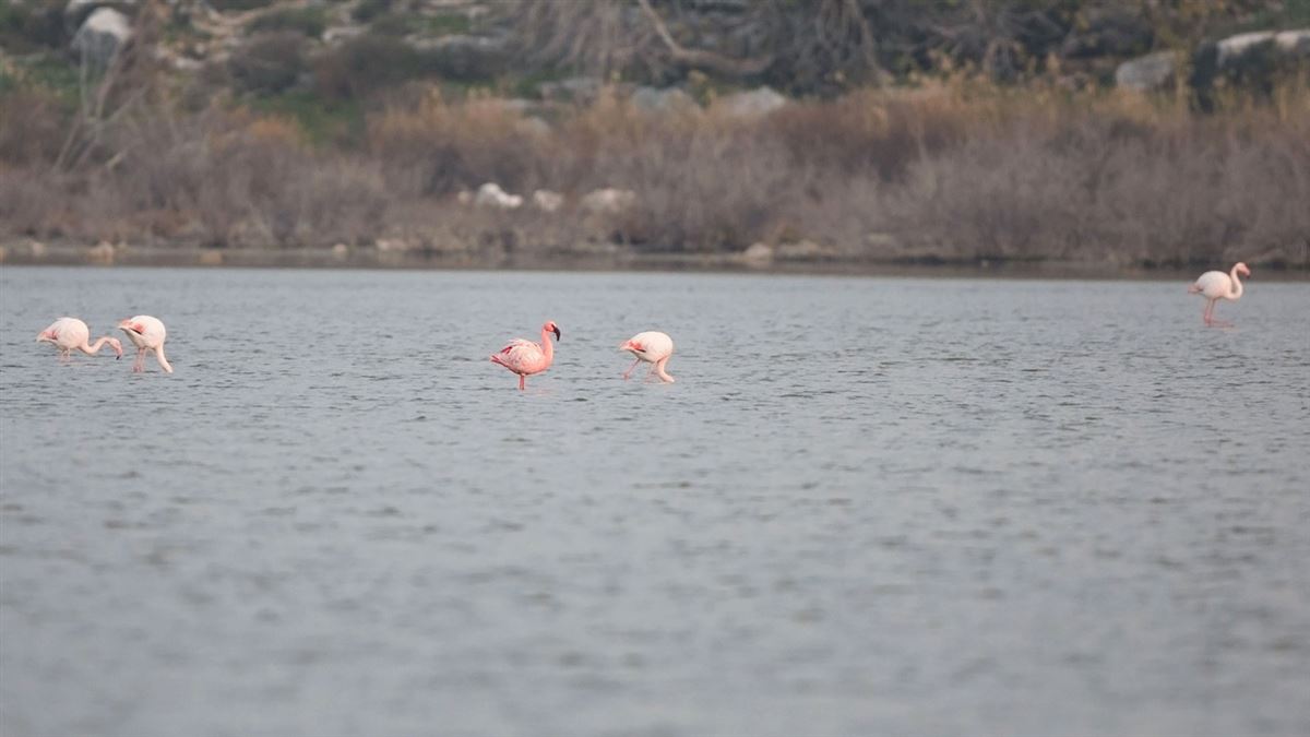 Lesser Flamingo