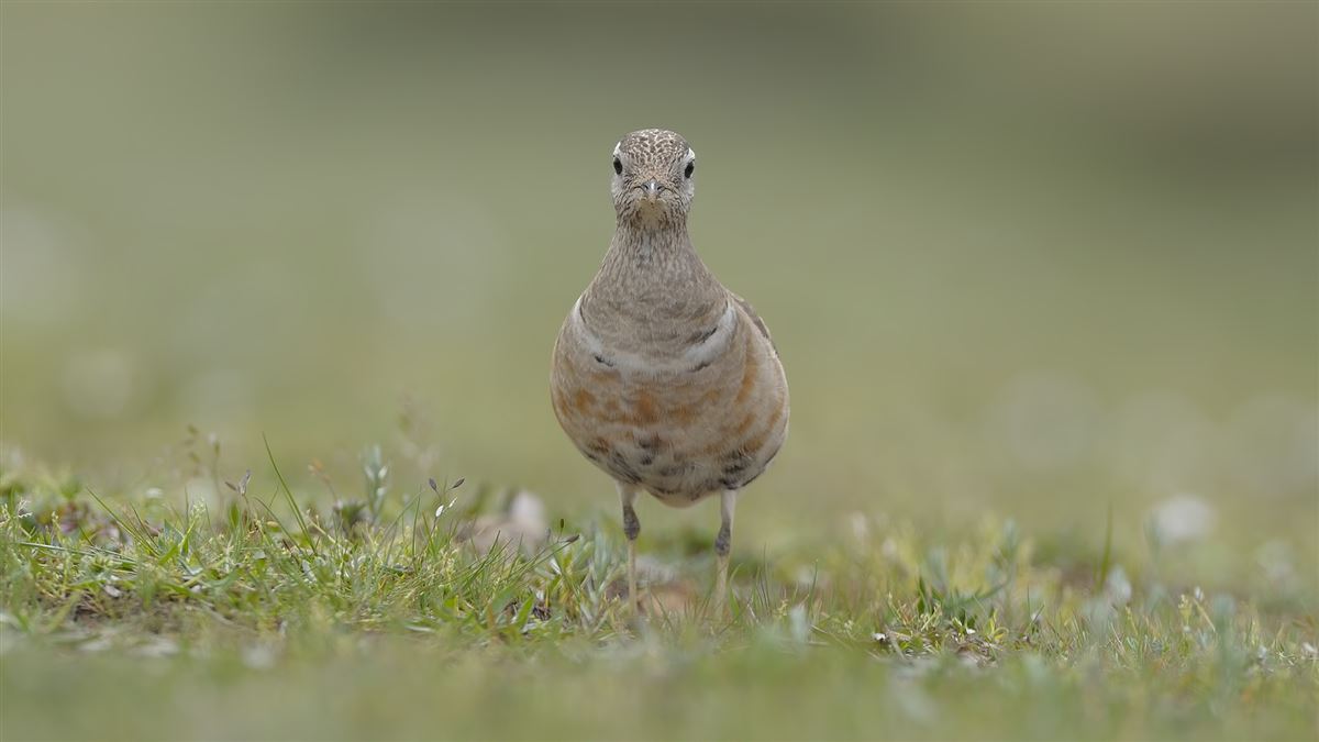 Eurasian Dotterel