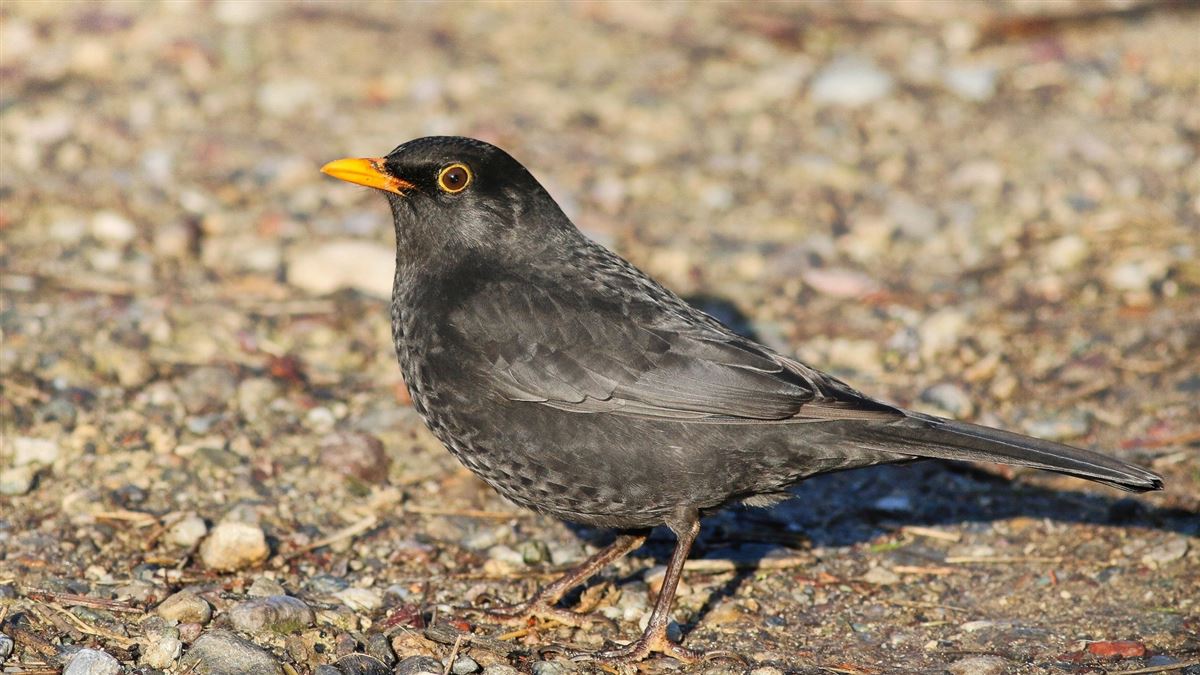 Common Blackbird