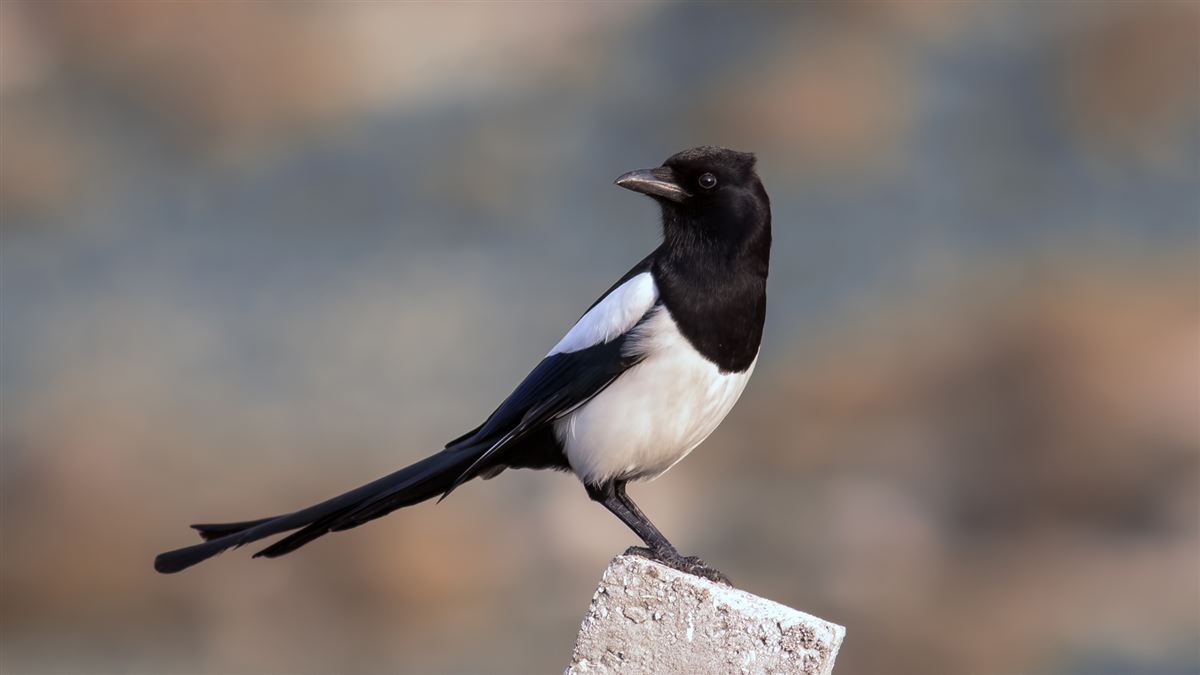 Eurasian Magpie