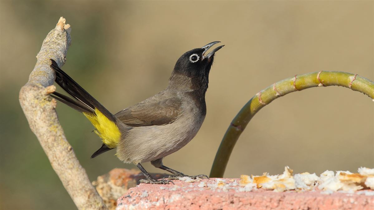 White-spectacled Bulbul