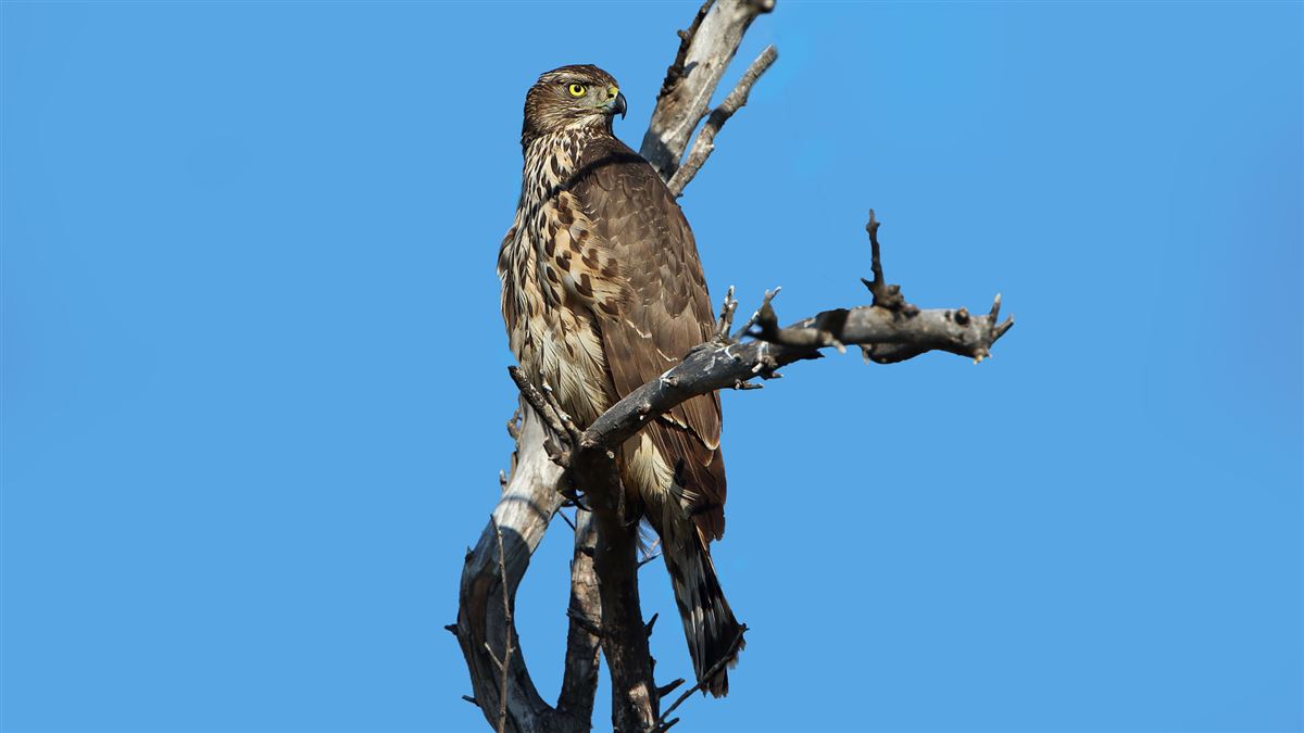 Eurasian Goshawk