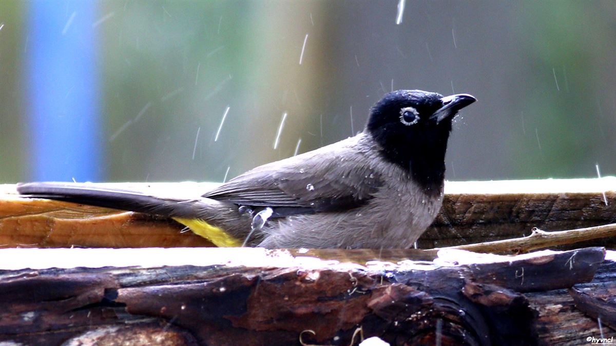 White-spectacled Bulbul