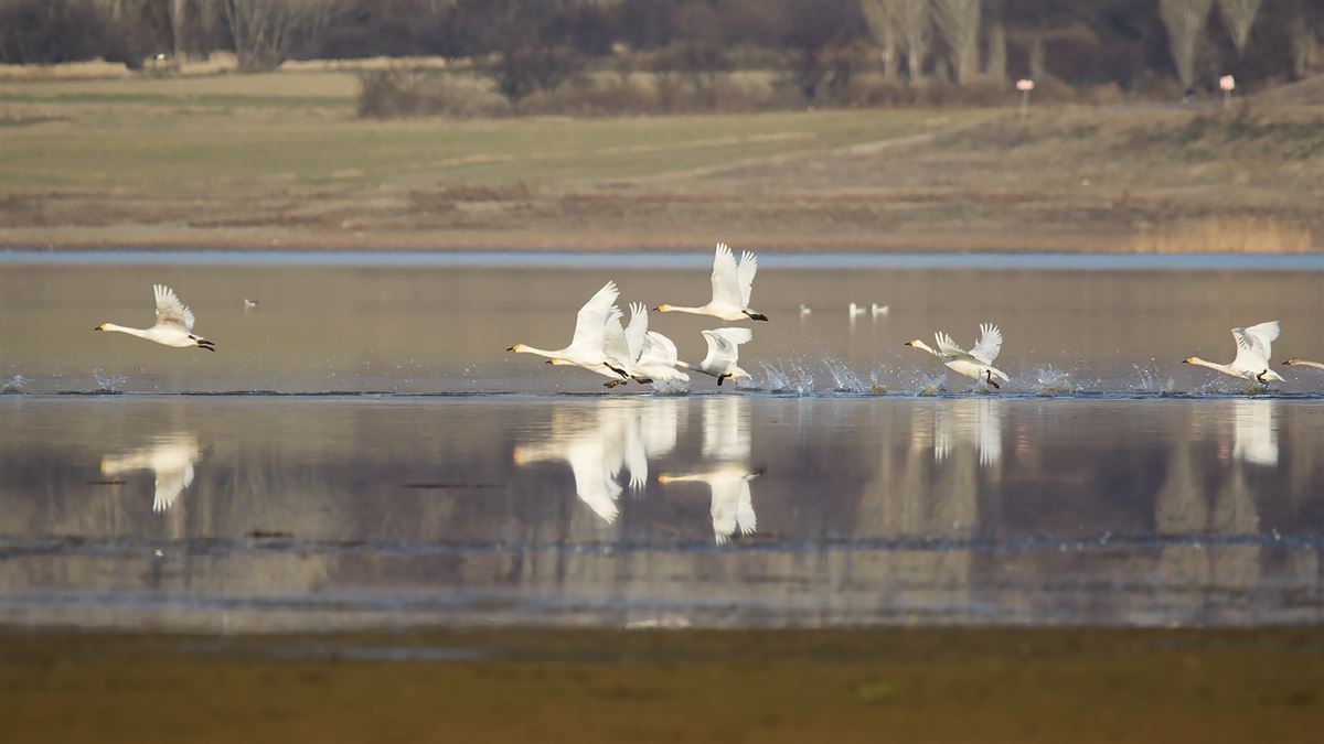 Tundra Swan