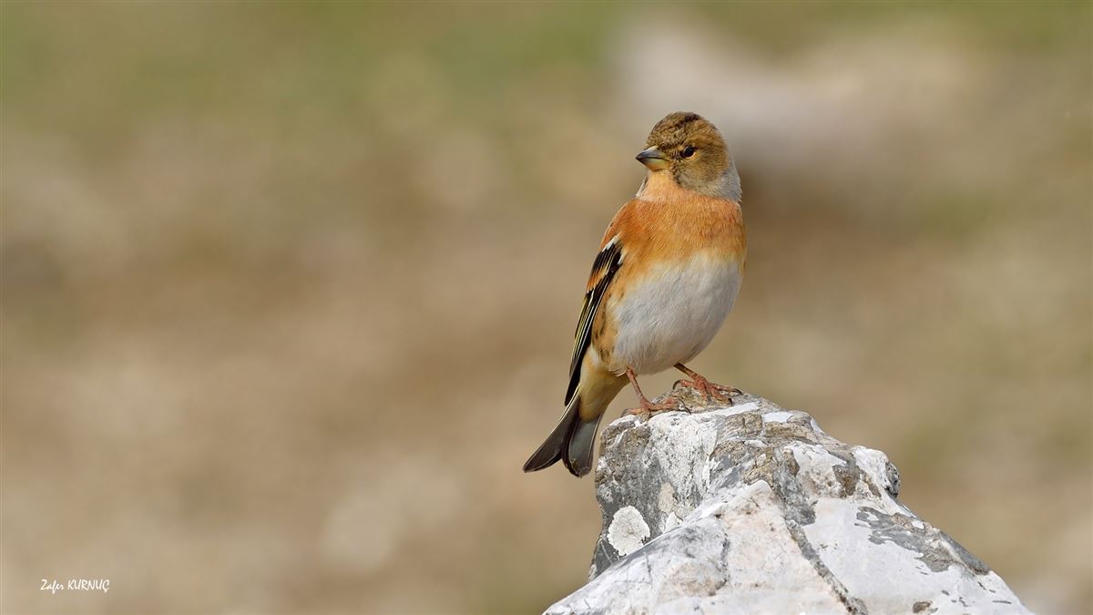 Brambling